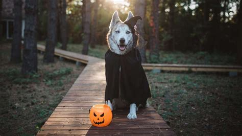 Embracing the Occult: Unique Witchy Dog Names for Your Mystical Companion